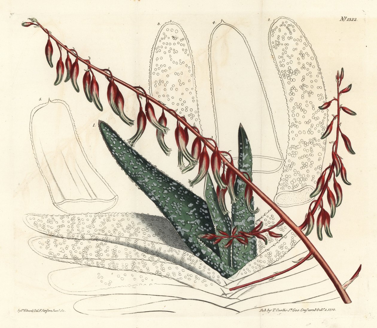 Aloes eventails - Fan aloe, Aloe plicatilis (Língua aloe, Aloe lingua). Gravura em chapa de cobre colorida à mão por F. Sansom Jr. após ilustração de Sydenham Edwards da revista Botanical Magazine de William Curtis, T. Curtis, Londres. de Sydenham Teast Edwards