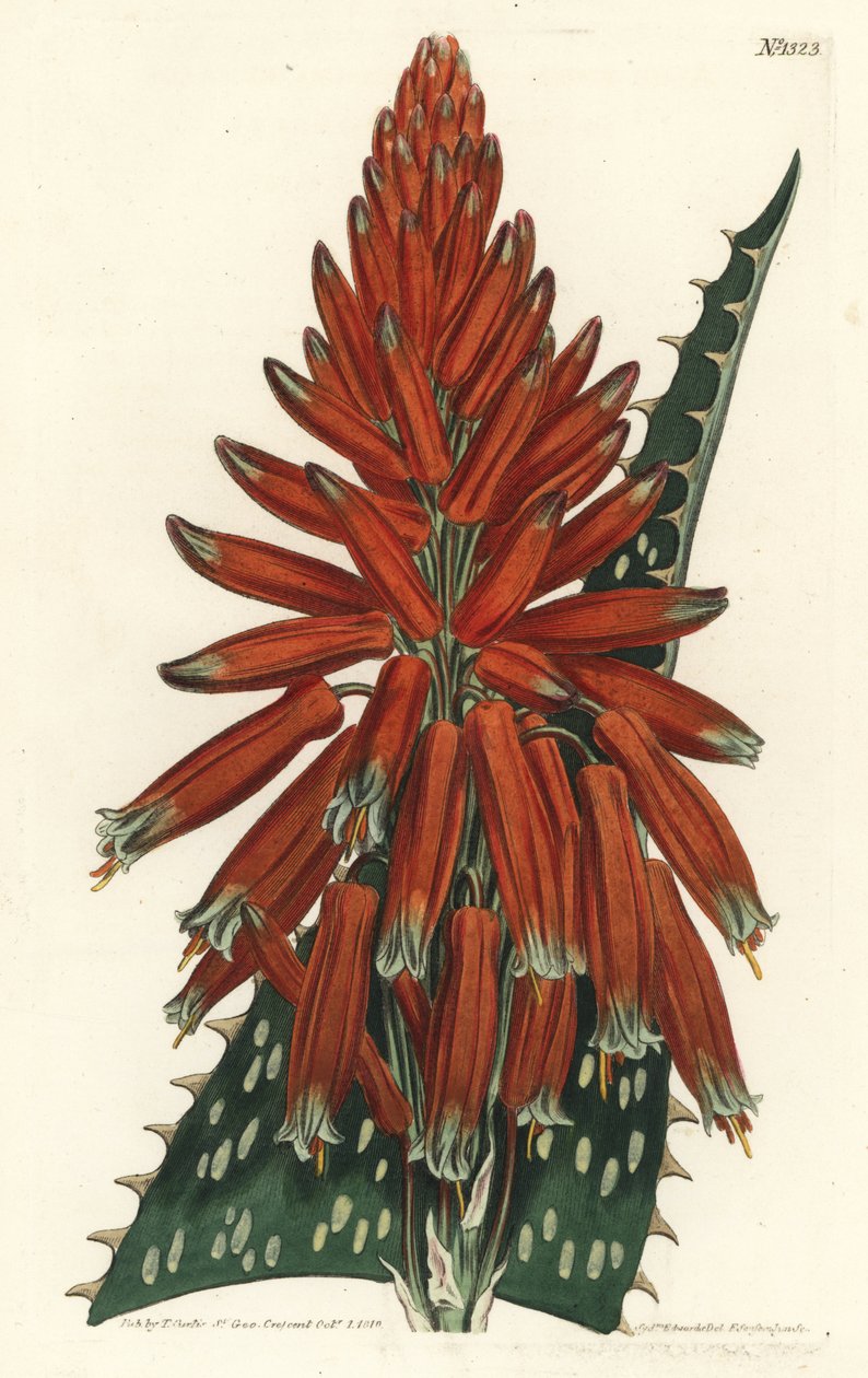 Aloes macule - Sabonete ou aloe zebra, Aloe maculata (Aloe maculata, Aloe picta). Gravura em chapa de cobre colorida à mão por F. Sansom Jr. após ilustração de Sydenham Edwards da revista Botanical Magazine de William Curtis, T. Curtis, Londres. de Sydenham Teast Edwards