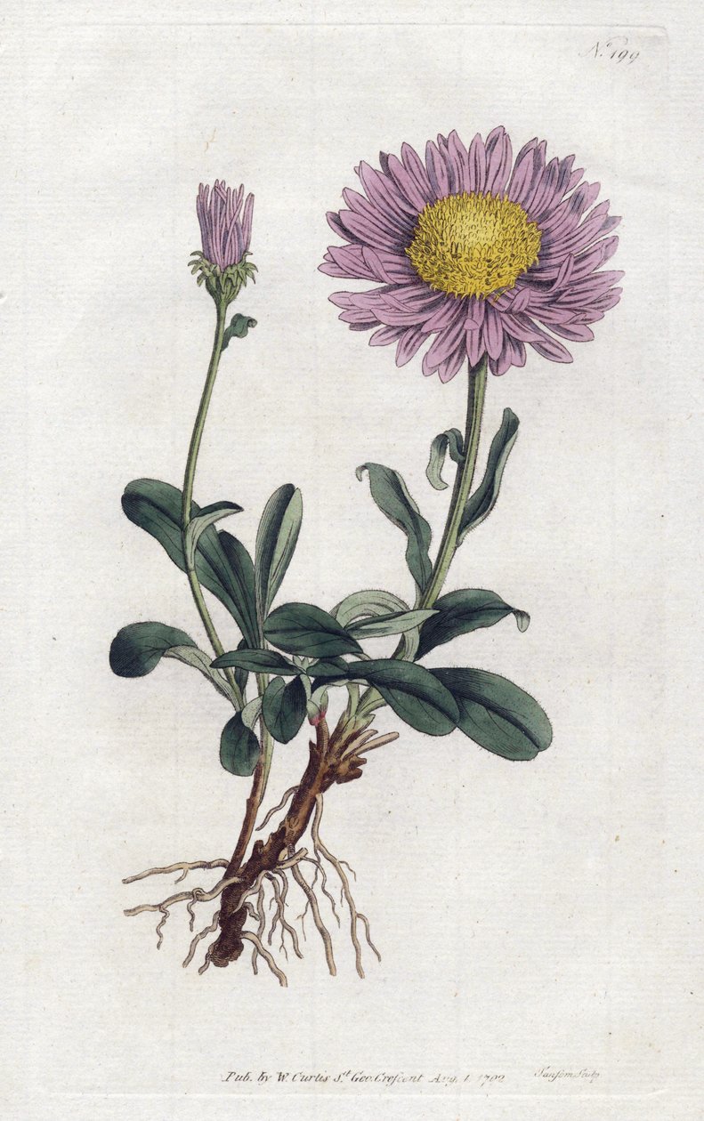 Alpine Aster ou Queen Daisy of the Alps - Litografia de Sydenham Edwards (1768-1819), da Revista Botânica de William Curtis (1746-1799) de Sydenham Teast Edwards