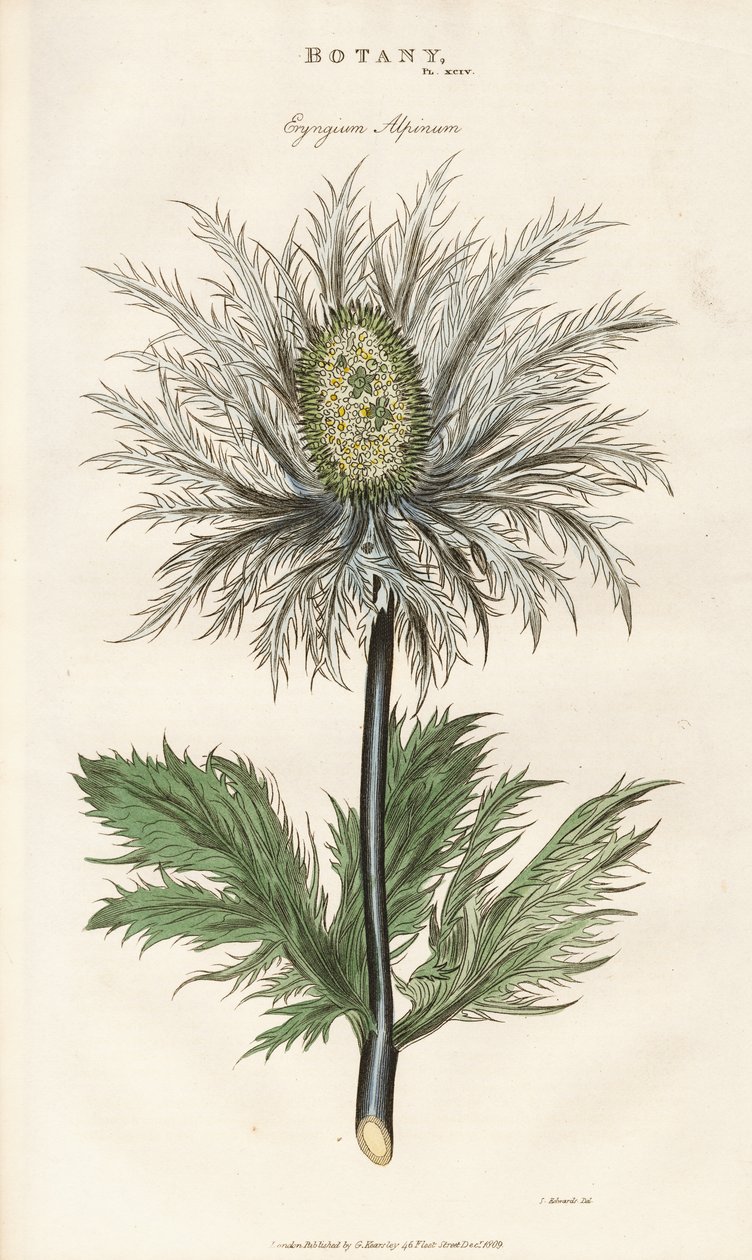 Azevinho dos Alpes (Eryngium alpinum) de Sydenham Teast Edwards