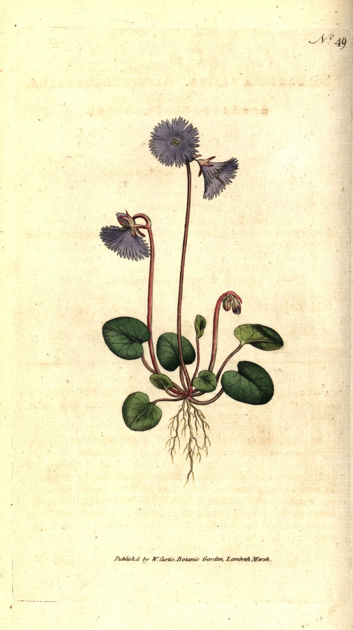 Alpine soldanella - Alpine soldanella, Soldanella alpina. Gravura em chapa de cobre colorida à mão depois de uma ilustração botânica de James Sowerby da revista The Botanical Magazine de William Curtis, Lambeth Marsh, Londres. de Sydenham Teast Edwards