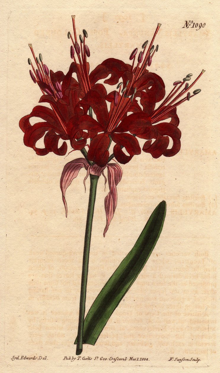 Amaryllis cor de papoila, com flores escuras carmesim, florescendo a partir de um único pé. Originária do Cabo da Boa Esperança (África do Sul). Amaryllis de cor papoula, com flores carmesim profundas, florescendo de um único caule. Nativo do Cabo da Boa E de Sydenham Teast Edwards