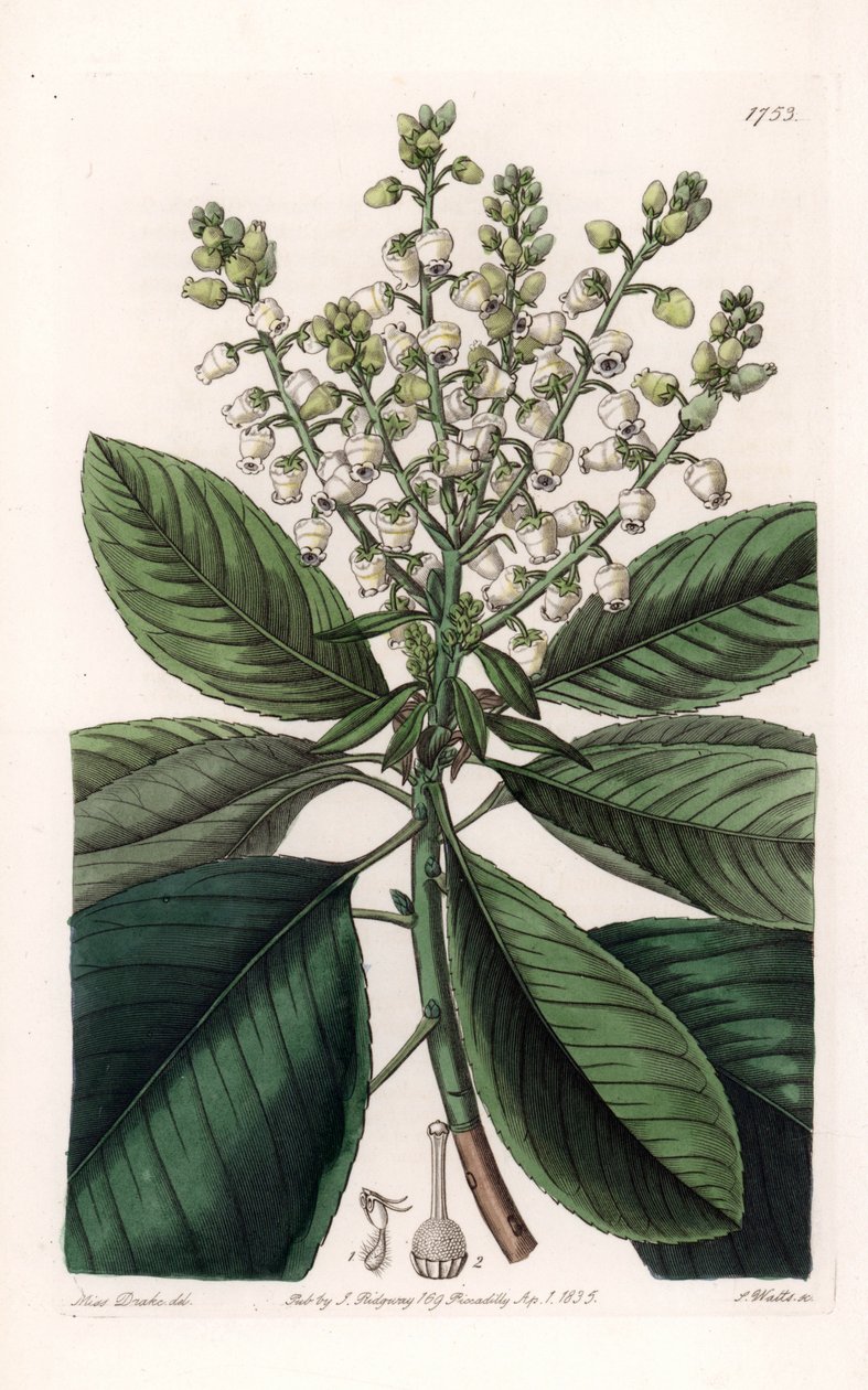 American Arbutus Tree - Gravado por S.Watts, de uma ilustração de Sarah Anne Drake (1803-1857), do Botanical Register of Sydenham Edwards (1768-1819), Inglaterra de Sydenham Teast Edwards