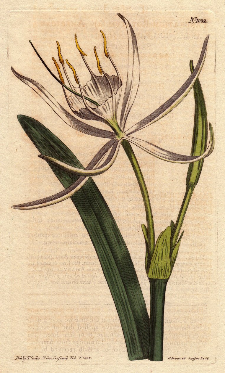 O pancratium americano tem flores brancas perfumadas. Pancratium americano com flores brancas perfumadas. Pancratium rotatum. Gravura em chapa de cobre colorida à mão a partir de uma ilustração botânica de Sydenham Edwards da "Botanical Magazine" de Willia de Sydenham Teast Edwards