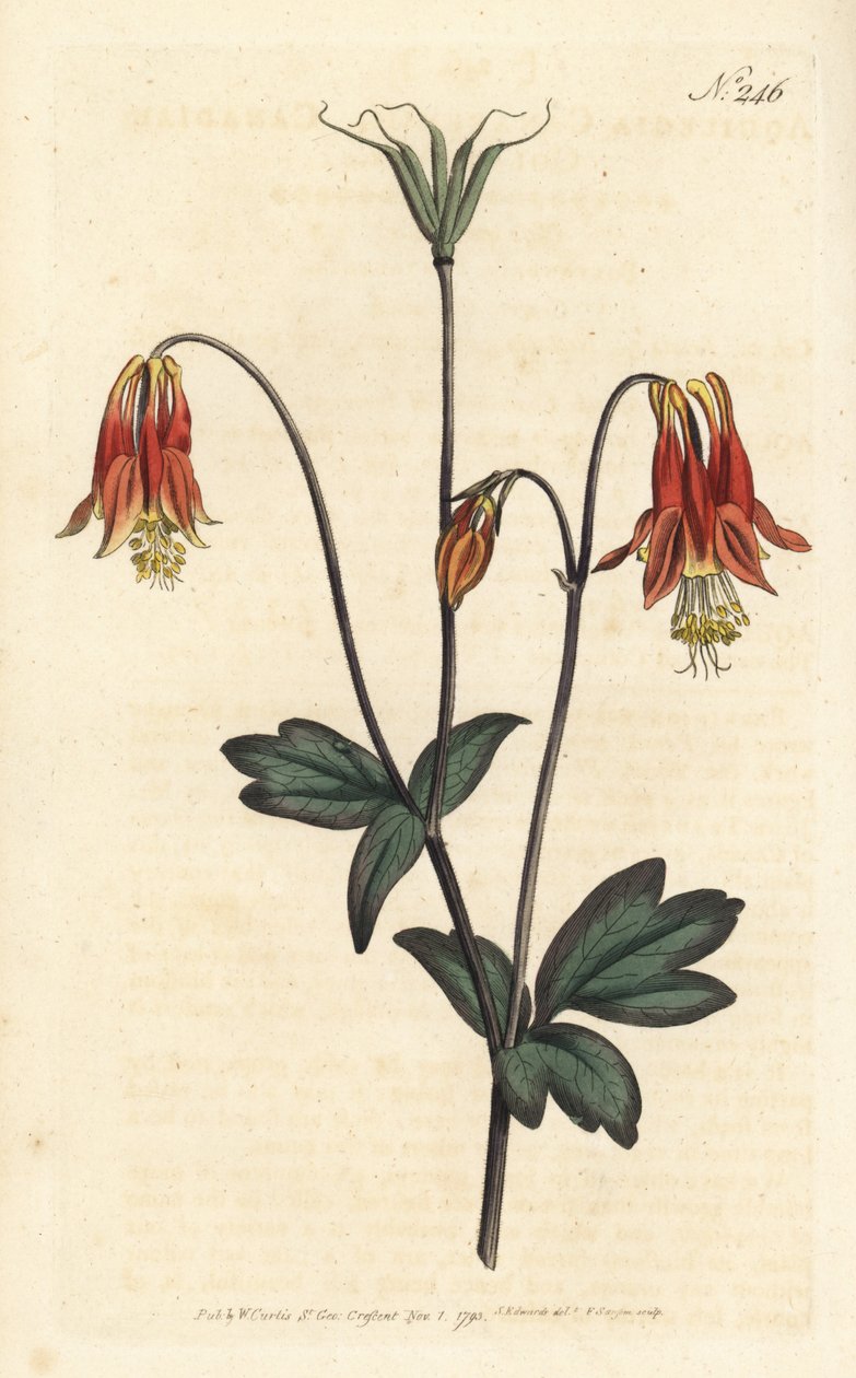 Ancolia du Canada - Canadian columbine. Aquilegia canadensis. Gravura em chapa de cobre colorida à mão por Sansom após ilustração de Sydenham Edwards rom William Curtis