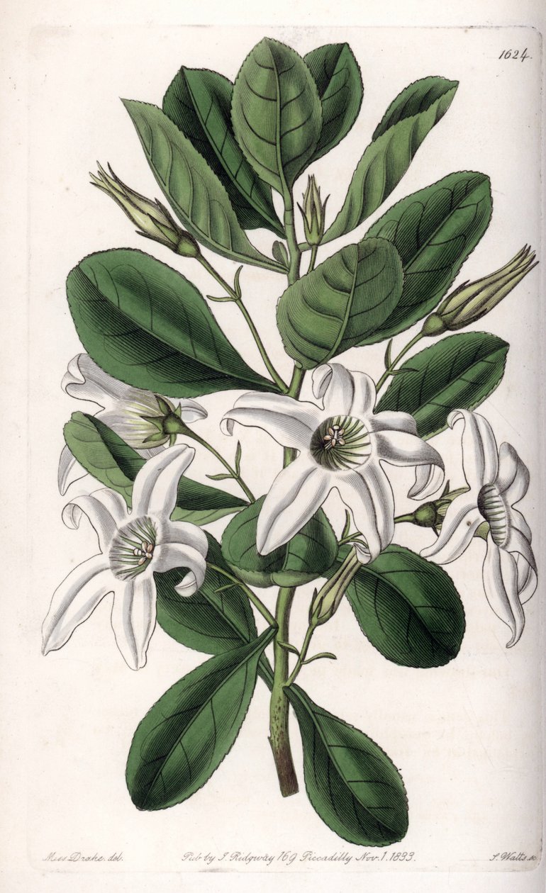 Anthocercis variete, nativo da Austrália - Placa gravada por S.Watts, a partir de uma ilustração de Sarah Anne Drake (1803-1857), do Botanical Register of Sydenham Edwards (1768-1819), Inglaterra de Sydenham Teast Edwards