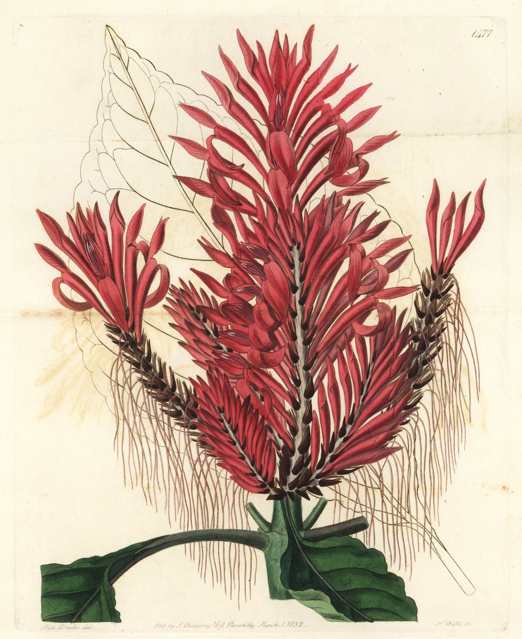 Aphelandra arborea (Aphelandra crested aphelandra, Aphelandra cristata). Gravura em chapa de cobre colorida à mão por S. Watts depois de uma ilustração de Sarah Drake do Registo Botânico de Sydenham Edwards, Ridgeway, Londres. de Sydenham Teast Edwards