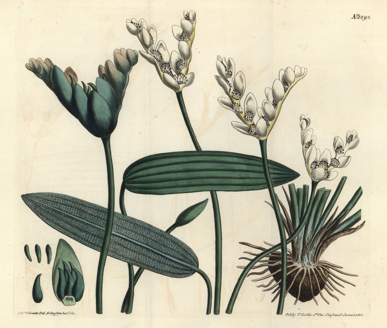 Aponogeton fragrant - Cap-pondweed, Aponogeton distachyos (aponogeton de flor bifurcada, Aponogeton distachyon). Gravura em chapa de cobre colorida à mão por F. Sansom Jr. após uma ilustração de Sydenham Edwards da revista Botanical Magazine de William Cur de Sydenham Teast Edwards