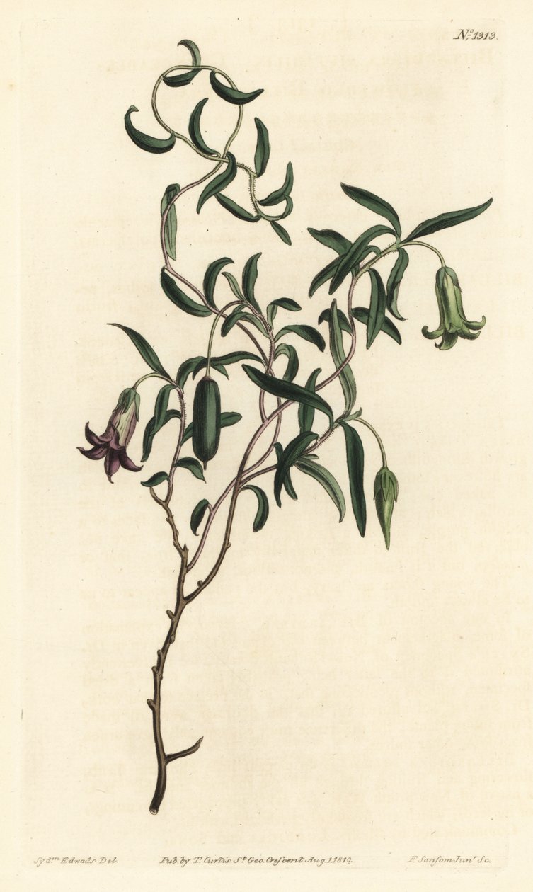 Apple berry or changeable flowerered billardiera, Billardiera mutabilis - Gravura em chapa de cobre colorida à mão por F. Sansom Jr. após ilustração de Sydenham Edwards da revista Botanical de William Curtis, T. Curtis, Londres de Sydenham Teast Edwards