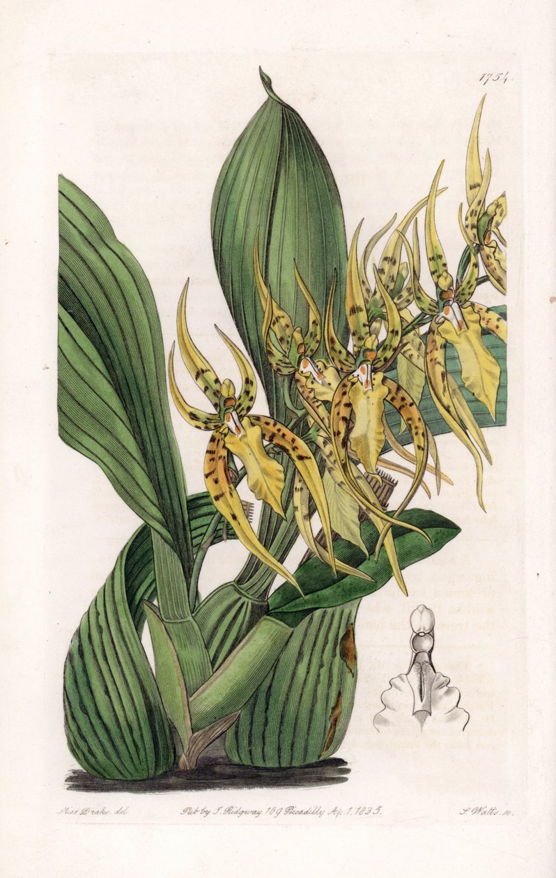 Araignee Orchid - Placa gravada por S.Watts, a partir de uma ilustração de Sarah Anne Drake (1803-1857), do Botanical Register of Sydenham Edwards (1768-1819), Inglaterra de Sydenham Teast Edwards