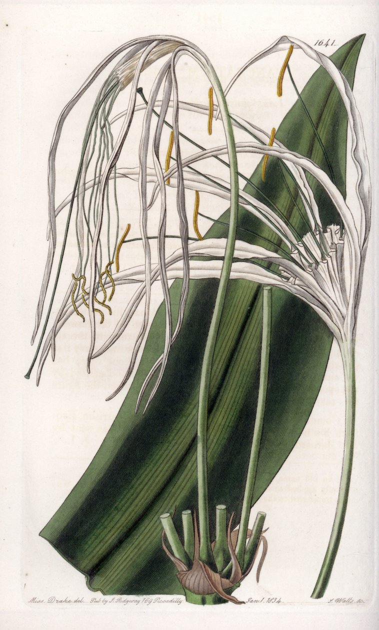 Araignee lírio ou narciso marinho - Placa gravada por S.Watts, a partir de uma ilustração de Sarah Anne Drake (1803-1857), do Botanical Register of Sydenham Edwards (1768-1819), Inglaterra de Sydenham Teast Edwards