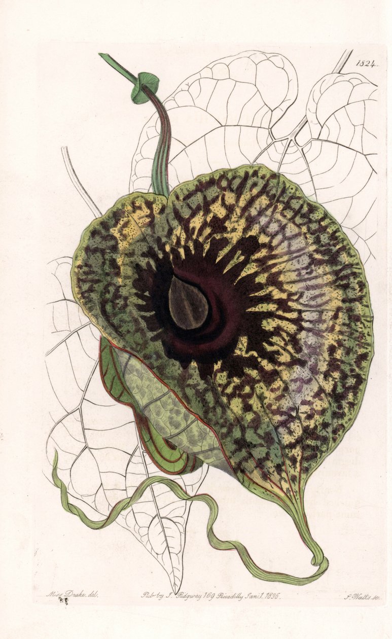 Aristoloche Variete - Placa gravada por S.Watts, a partir de uma ilustração de Sarah Anne Drake (1803-1857), do Botanical Register of Sydenham Edwards (1768-1819), Inglaterra de Sydenham Teast Edwards