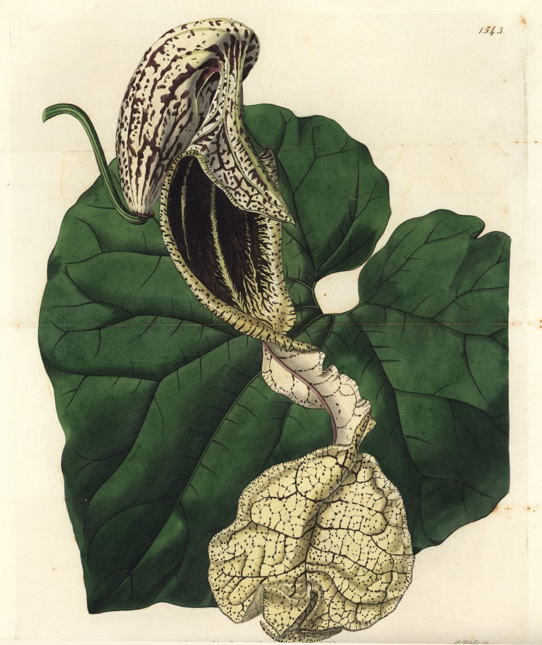 Aristoloche variete - Aristolochia cymbifera - Aristolochia cymbifera - Aristoloche variete - Aristoloche variete - Aristolochia cymbifera - Aristolochia cymbifera. Gravura em chapa de cobre colorida à mão por S. Watts depois de uma ilustração de Miss Sara de Sydenham Teast Edwards
