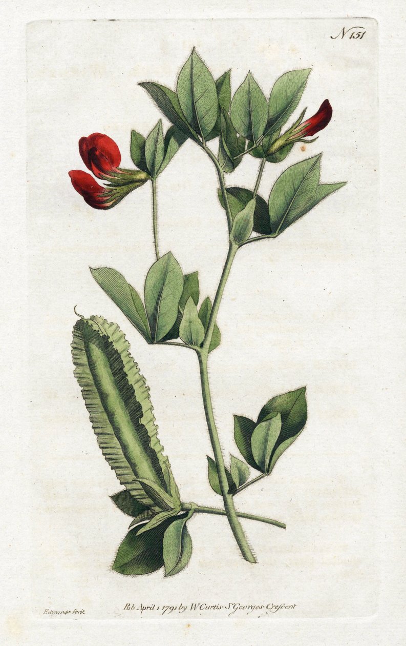 Asparagus Peas - Litografia de Sydenham Edwards (1768-1819), Placa da Revista Botânica de William Curtis (1746-1799) de Sydenham Teast Edwards