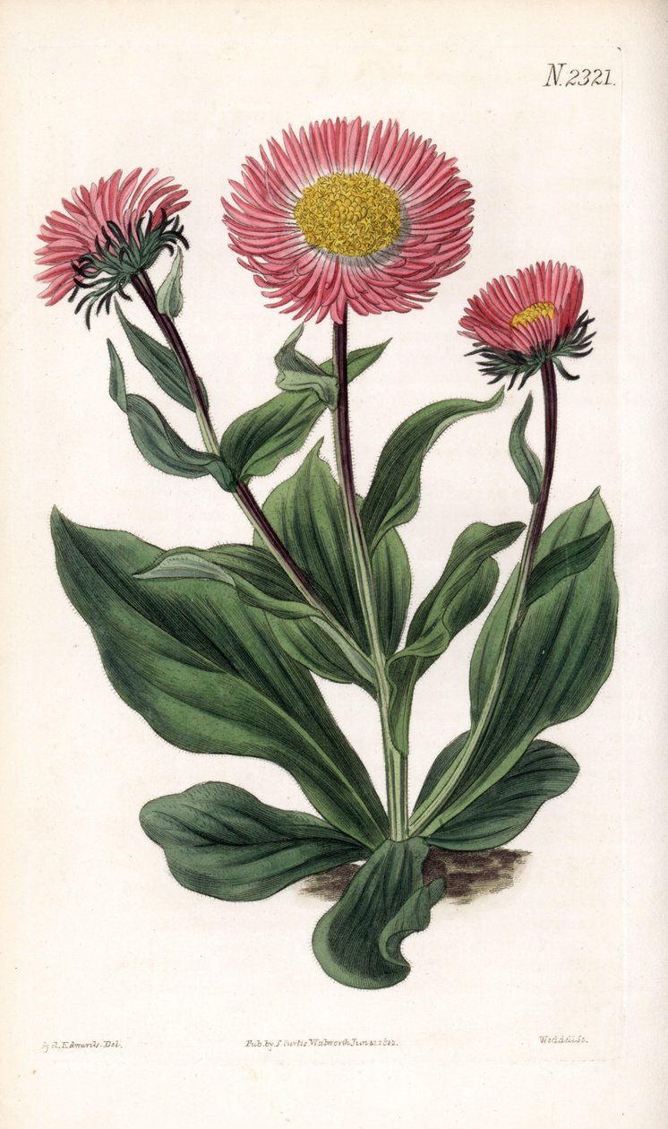 Aster Variete - Aster alwartensis, nativa do Cáucaso. Gravura em chapa de cobre colorida à mão por Weddell após uma ilustração de Sydenham Edwards da "Botanical Magazine" de Samuel Curtis, Londres de Sydenham Teast Edwards