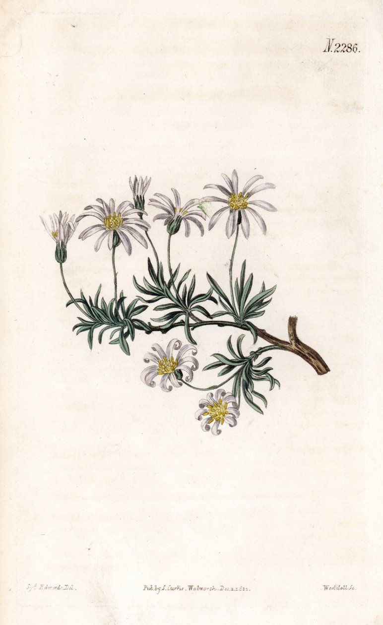 Aster acre - Aster de arbustos, Felicia fruticosa (Aster frutticulosa, Aster fruticulosa). Gravura em chapa de cobre colorida à mão por Weddell após uma ilustração de Sydenham Edwards da "Botanical Magazine" de Samuel Curtis, Londres de Sydenham Teast Edwards