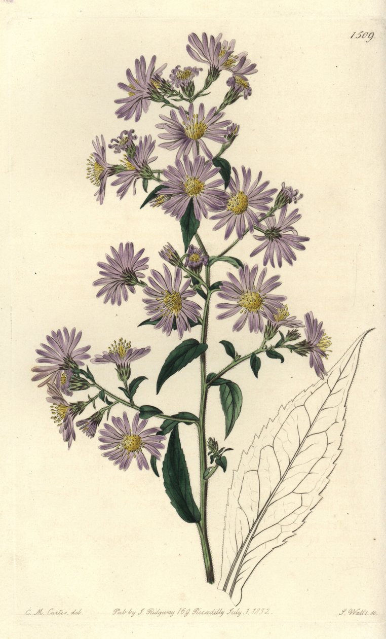 Aster variete - Aster em pânico, Symphyotrichum lanceolatum (Pallid aster, Aster pallens). Gravura em chapa de cobre colorida à mão por S. Watts após uma ilustração de Charles M Curtis do Sydenham Edwards