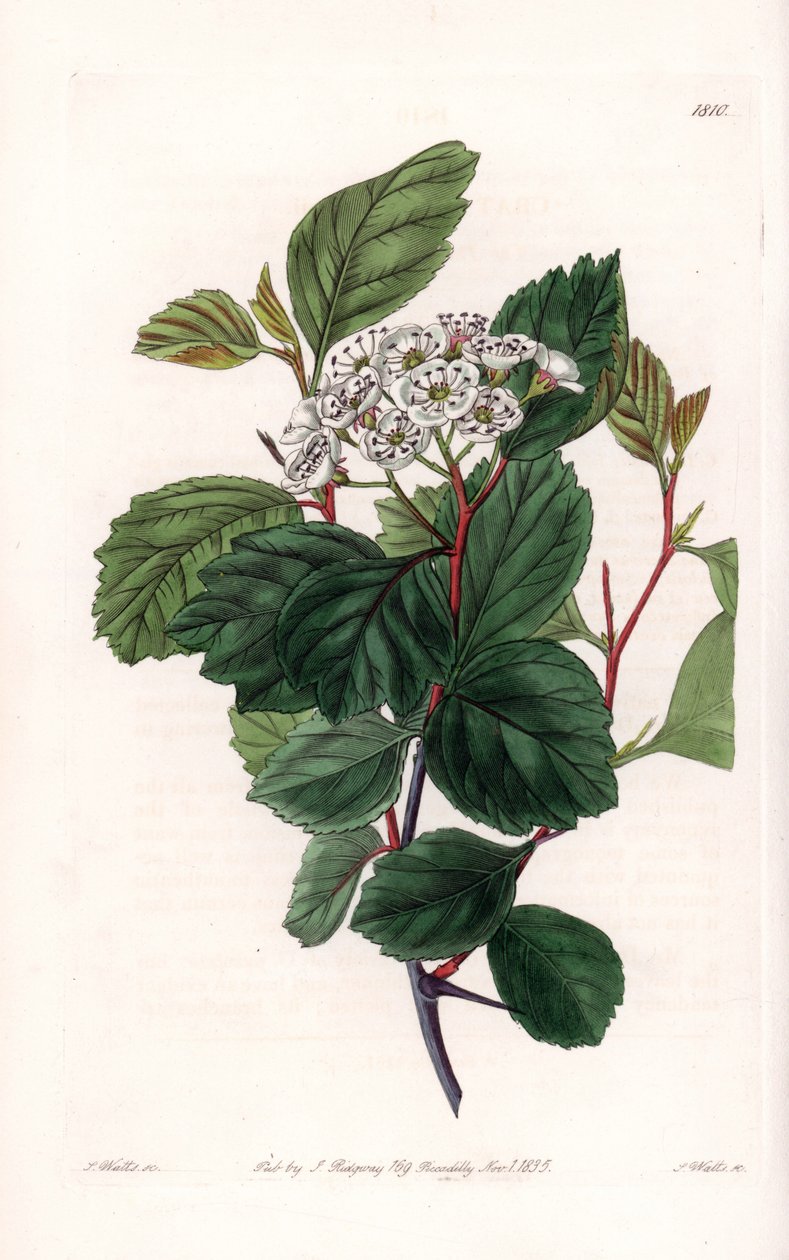 Aubepine ou espinho branco, natural da América do Norte - Gravado por S.Watts, a partir de uma ilustração de Sarah Anne Drake (1803-1857), do Botanical Register of Sydenham Edwards (1768-1819), Inglaterra de Sydenham Teast Edwards