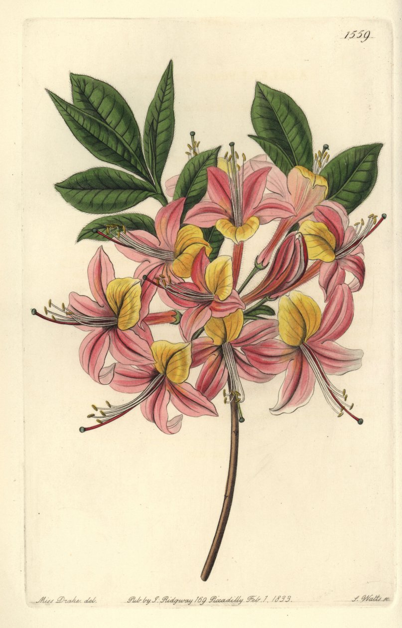 Azalee pontic yellow - Azalea amarela, Rhododendron luteum (Azalea pontica mutável, Azalea pontica versicolor). Gravura em chapa de cobre colorida à mão por S. Watts depois de uma ilustração de Miss Sarah Drake do Registo Botânico de Sydenham Edwards, Ridg de Sydenham Teast Edwards