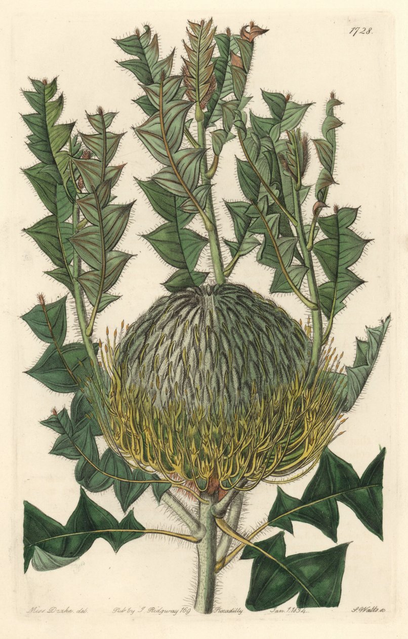 Banksia speciosa, originalmente da Austrália - S. Watts água forte de uma ilustração de Sarah Anne Drake (1803-1857), do Botanical Register de Sydenham Teast Edwards