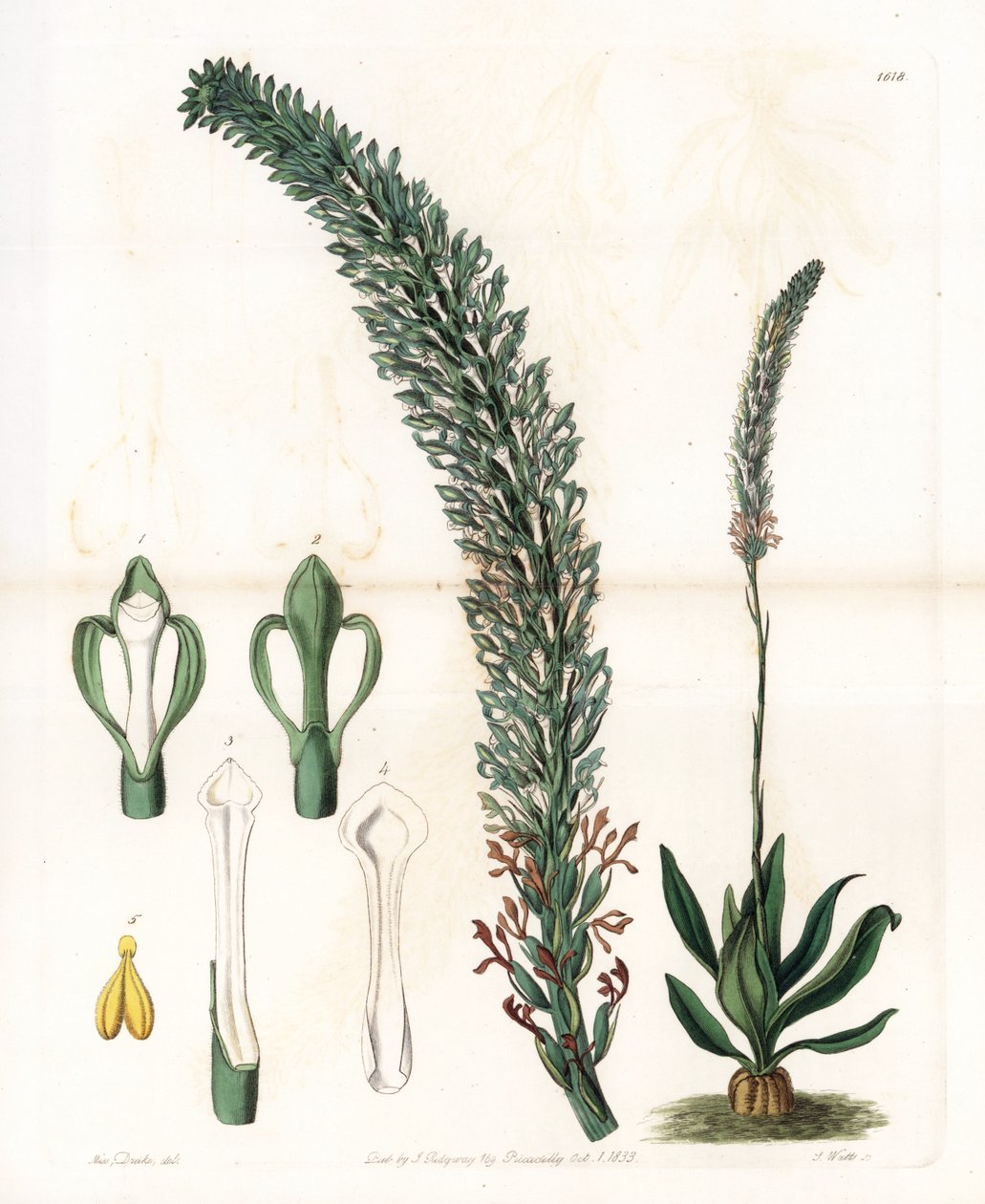 Belle sauroglossum - Placa gravada por S.Watts, a partir de uma ilustração de Sarah Anne Drake (1803-1857), do Botanical Register of Sydenham Edwards (1768-1819), Inglaterra de Sydenham Teast Edwards