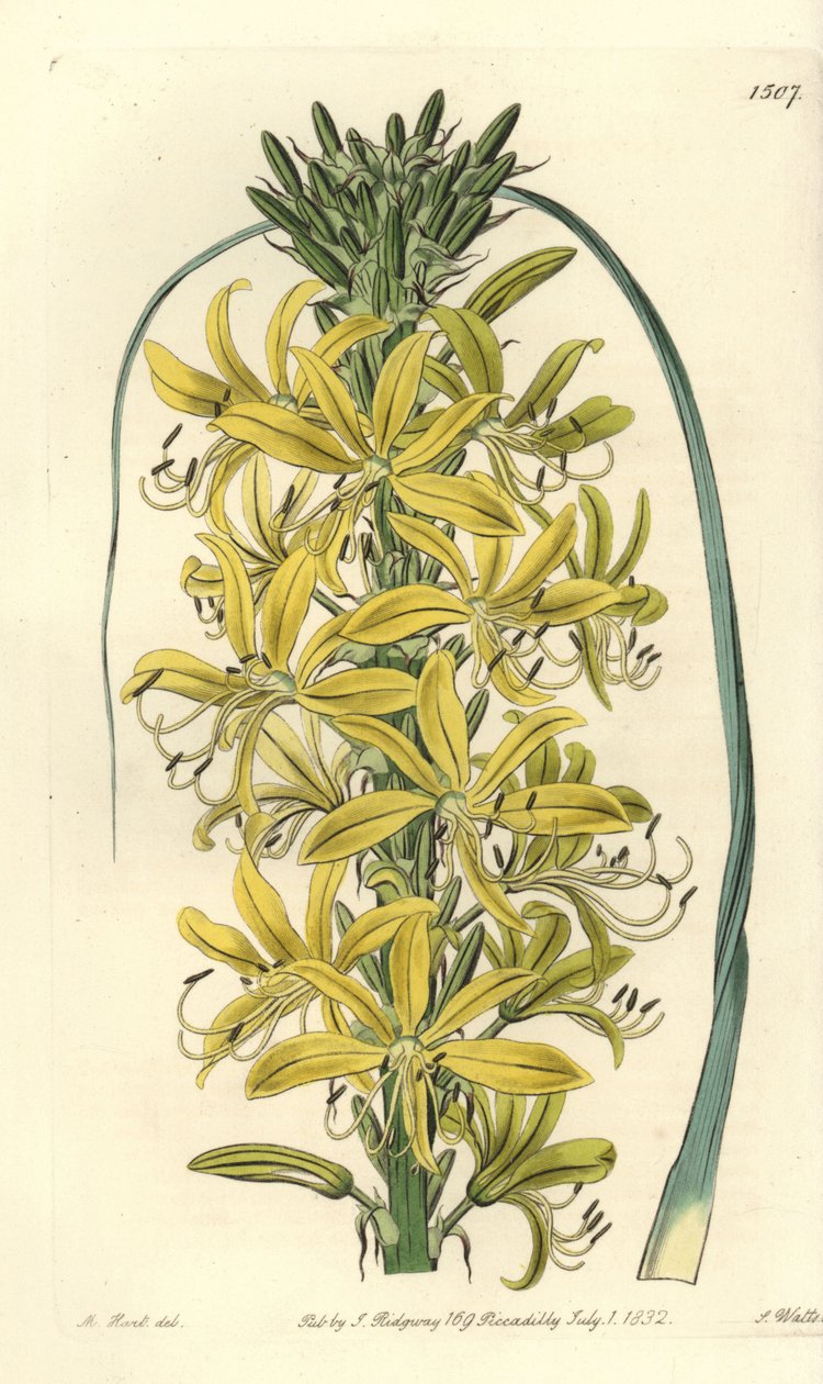 Asphodele de bagas - Asphodeline lutea (Asphodel amarelo siberiano, Asphodelus luteus var. sibiricus). Gravura em chapa de cobre colorida à mão por S. Watts após ilustração de M. Hart do Sydenham Edwards