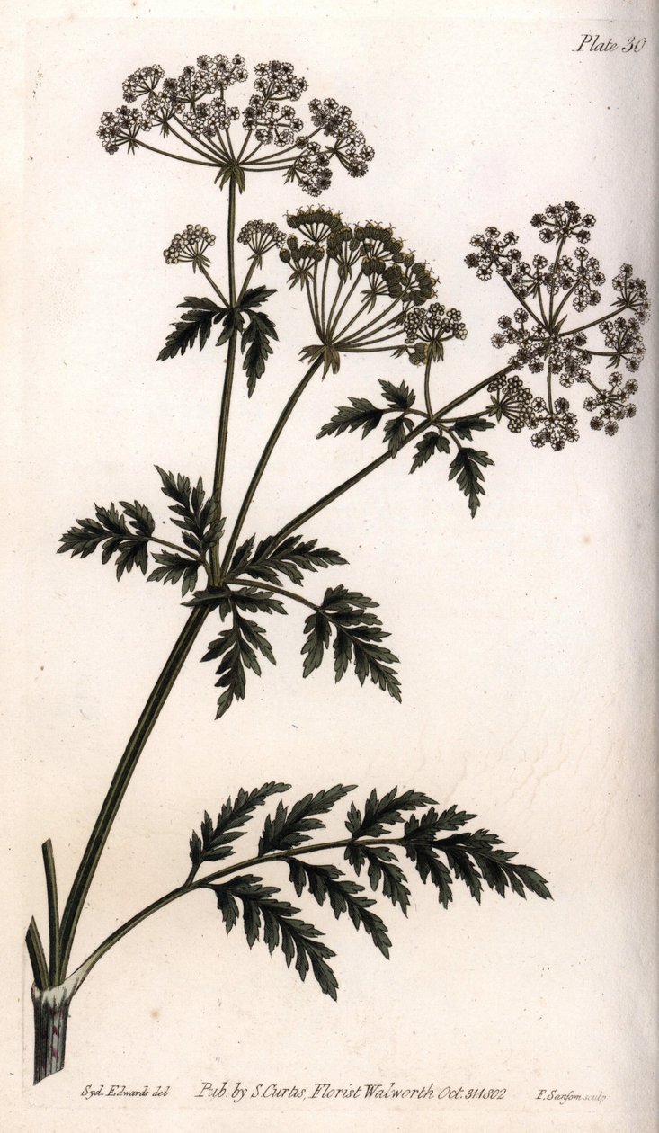 Grande cicuta. Gravura em cobre colorido, ilustração de Sydenham Edwards (1768-1819) para Conferências de Botanical, Jardim Botânico de Lambeth (Inglaterra) de Sydenham Teast Edwards