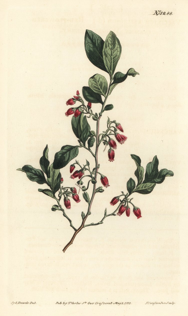 Black huckleberry, Gaylussacia baccata (Red-flowered clammy whortle-berry, Vaccinium resinosum) - Gravura em chapa de cobre colorida à mão por F. Sansom Jr. após ilustração de Sydenham Edwards da revista Botanical de William Curtis, T. Curtis, Londres de Sydenham Teast Edwards
