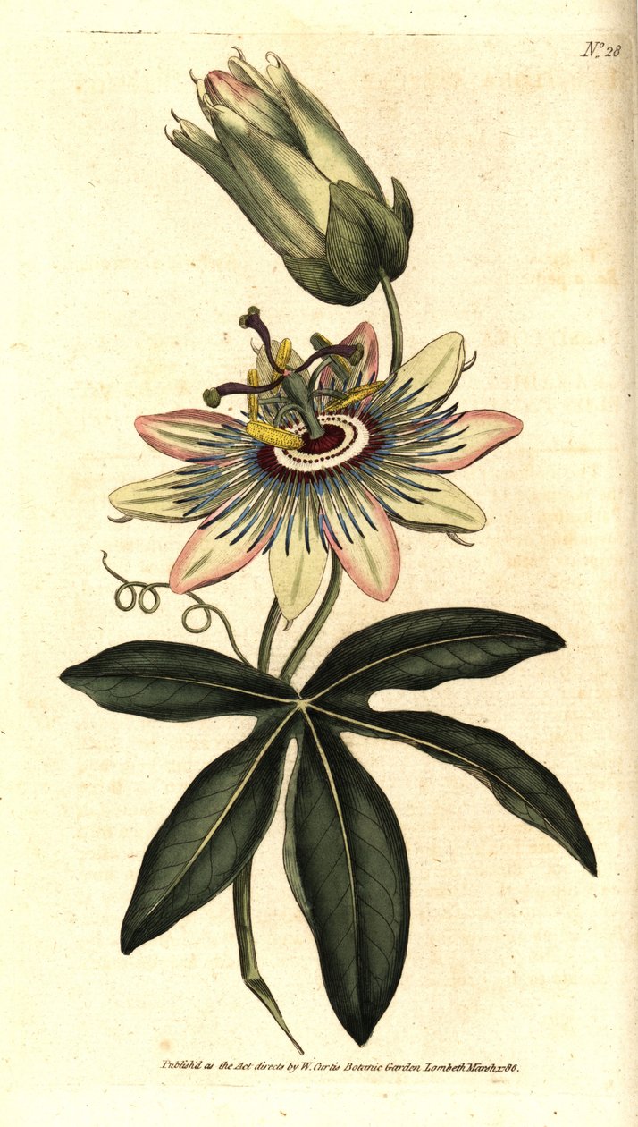Passiflora Azul - Passiflora caerulea comum, Passiflora caerulea. Gravura em chapa de cobre colorida à mão depois de uma ilustração botânica de Sydenham Edwards da revista The Botanical Magazine de William Curtis, Lambeth Marsh, Londres. de Sydenham Teast Edwards