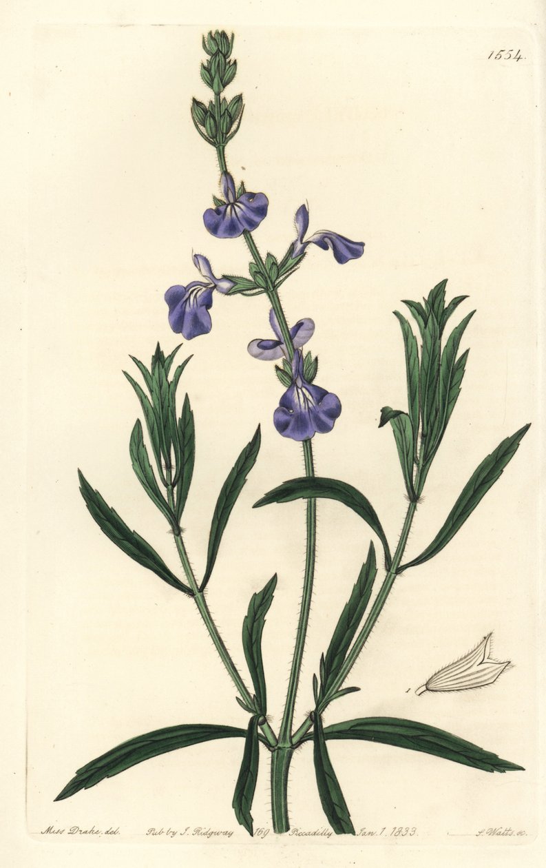 Salva Azul - Salva Pasto, Salvia azurea (Salvia azurea, Salvia angustifolia). Gravura em chapa de cobre colorida à mão por S. Watts depois de uma ilustração de Miss Sarah Drake do Registo Botânico de Sydenham Edwards, Ridgeway, Londres. de Sydenham Teast Edwards