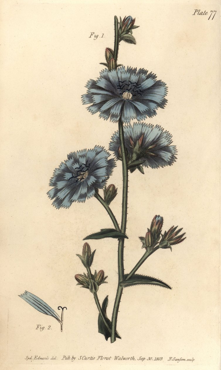 Suco azul ou chicória comum, Cichorium intybus, Polygamia aequalis. Gravação em chapa de cobre colorida à mão por F. Sansom de uma ilustração botânica de Sydenham Edwards para as Palestras de Botânica de William Curtis, conforme entregue no Jardim Botânico de Sydenham Teast Edwards