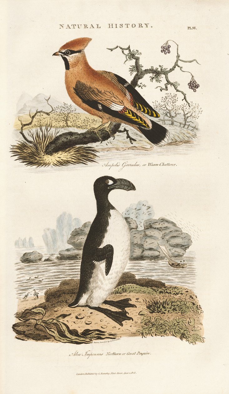 Asa de cera da Boémia e Grande Auk de Sydenham Teast Edwards