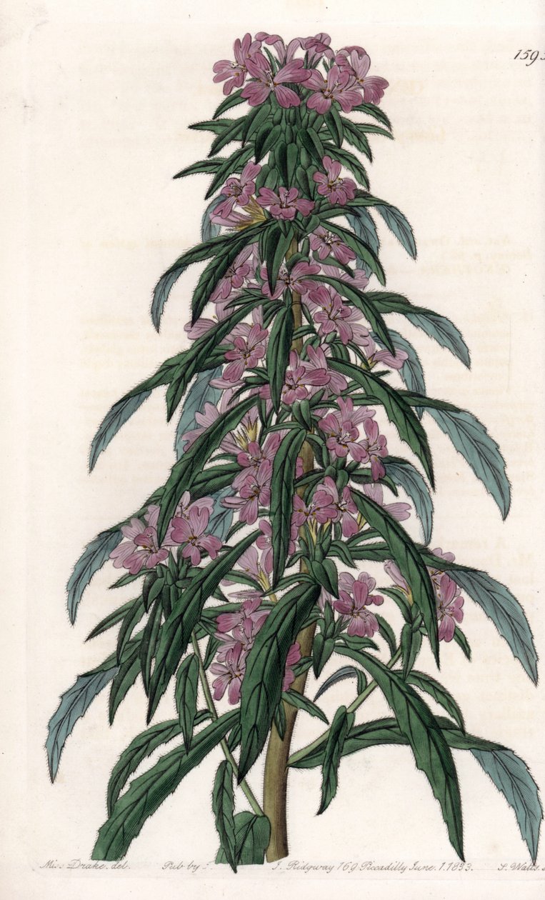 Boisduvalia variete, dense-flowered epilobe - Tábua gravada por S.Watts, de uma ilustração de Sarah Anne Drake (1803-1857), do Botanical Register of Sydenham Edwards (1768-1819), Inglaterra de Sydenham Teast Edwards