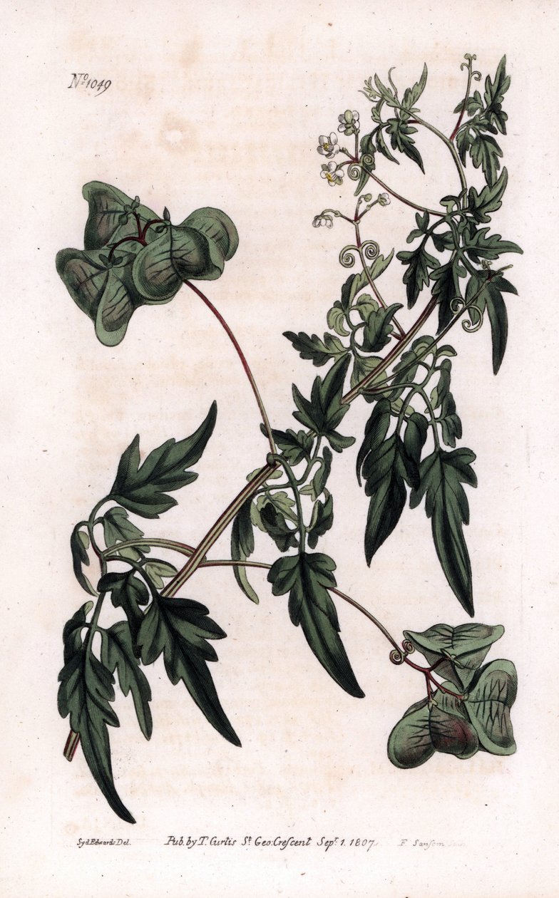Botânica: cardiospermas ou ervilhas cardíacas. Planta de semente de coração liso ou balão, Cardiospermum halicacabum. Gravura em chapa de cobre colorida à mão por F. Sansom a partir de uma ilustração de Sydenham Edwards da revista Botanical Magazine de Wil de Sydenham Teast Edwards