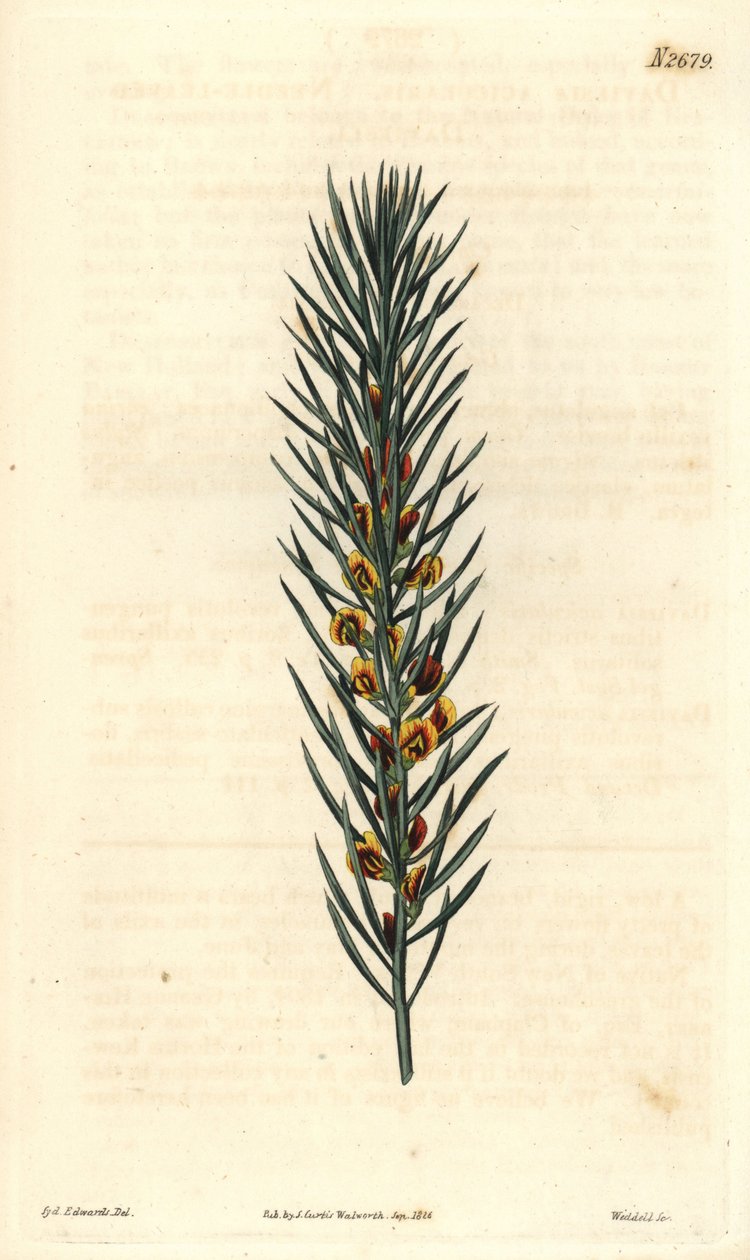 Ramo com agulhas, de um arbusto Daviesia Aicularis, nativo da Austrália. Ilustração de Sydenham Edwards, gravada por Weddell. Eau forte em The Curtis Botanical Magazine, de Samuel Curtis de Sydenham Teast Edwards