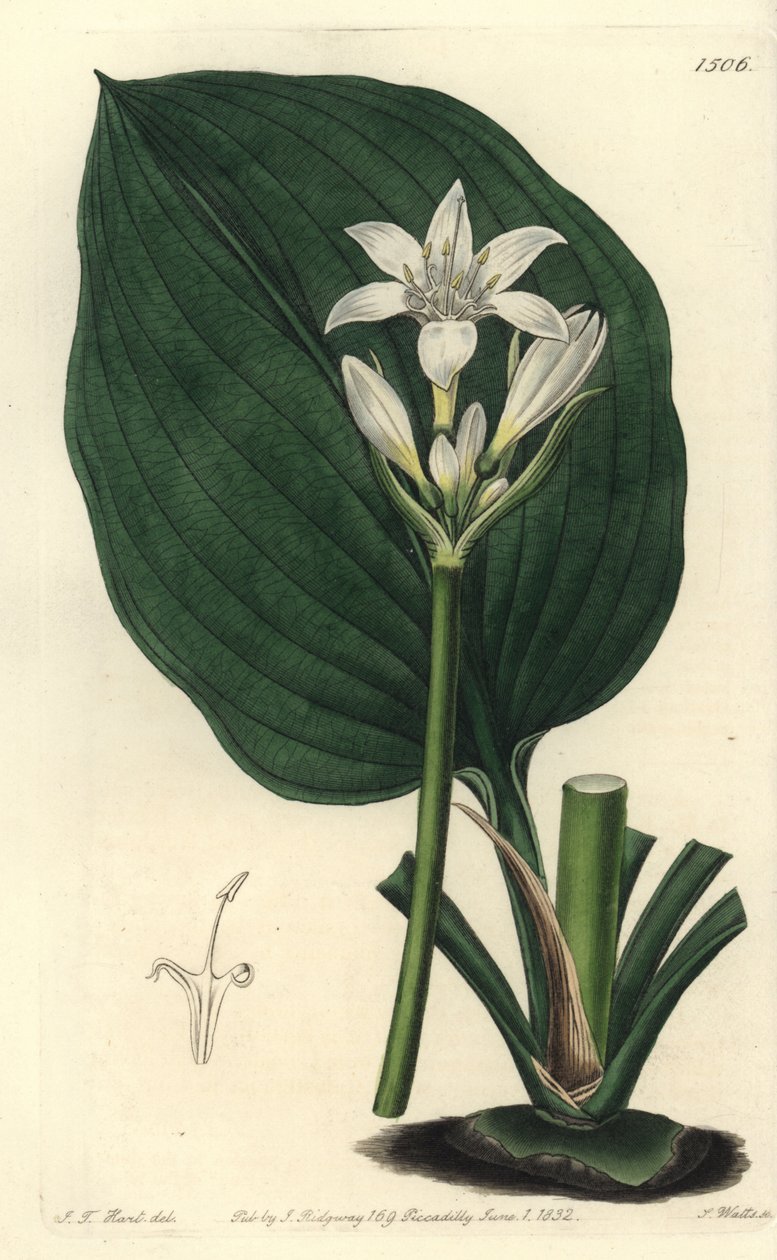Brisbane lírio, Proiphys cunninghamii (eurycles do Sr. Cunningham, Eurycles cunninghamii). Gravura em chapa de cobre colorida à mão por S. Watts após uma ilustração de J.T. Hart do Sydenham Edwards