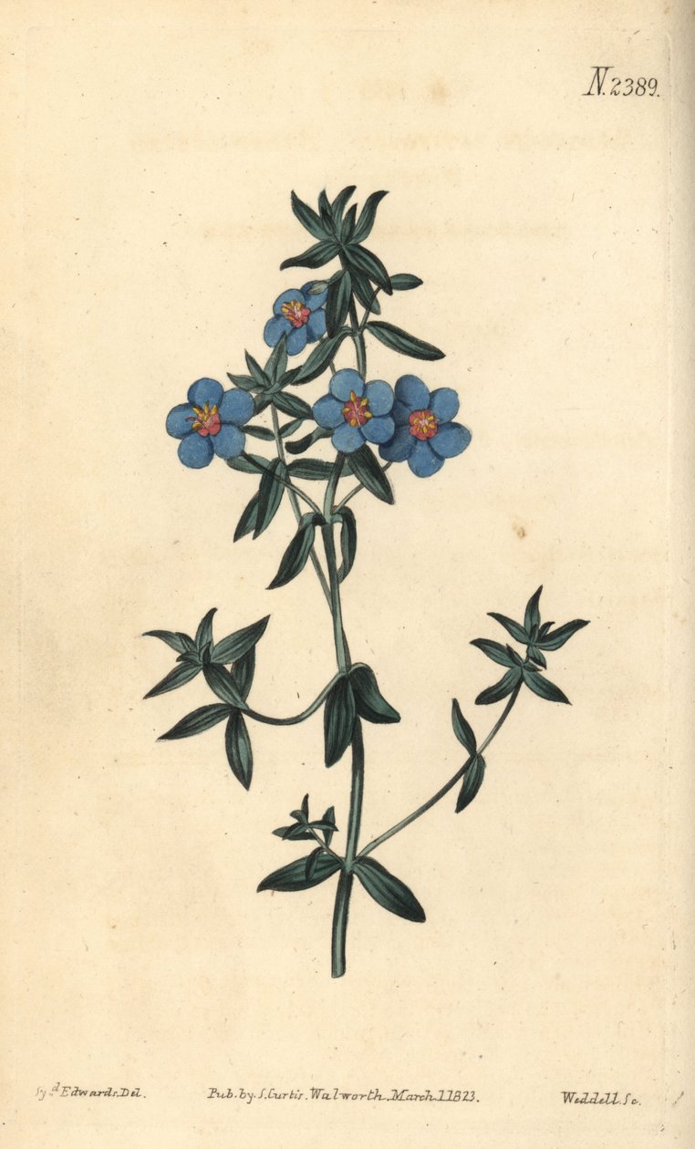 Pimpinela de folhas largas, Anagallis latifolia. Gravura em chapa de cobre colorida à mão por Weddell após uma ilustração botânica de Sydenham Edwards da revista Botanical de William Curtis, Samuel Curtis, Londres. de Sydenham Teast Edwards
