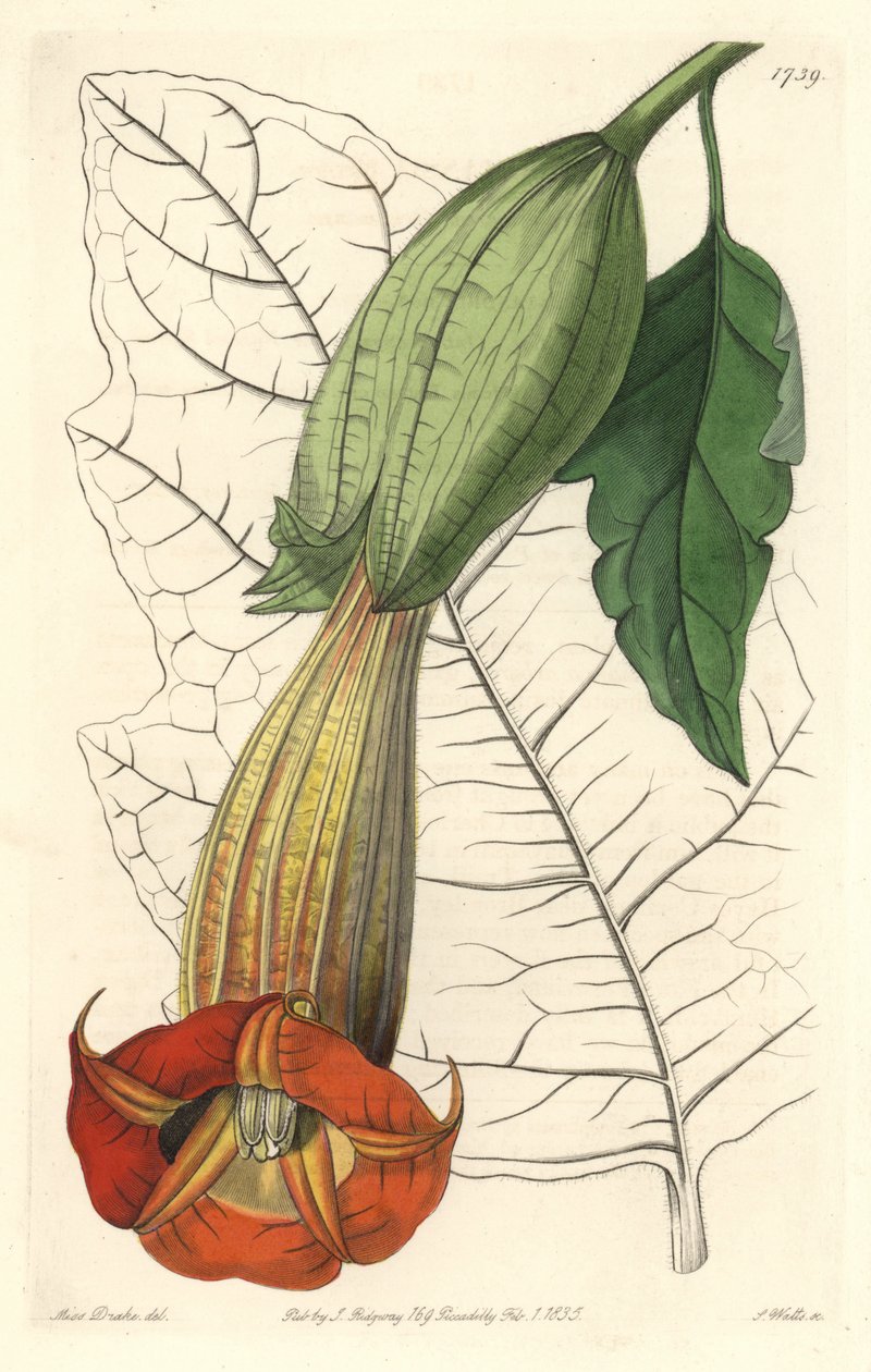 Brugmansia ecarlate ou trompete de anjos ecarlate, nativo da América do Sul - Água forte por S. Watts de uma ilustração de Sarah Anne Drake (1803-1857), do Registo Botânico de Sydenham Teast Edwards