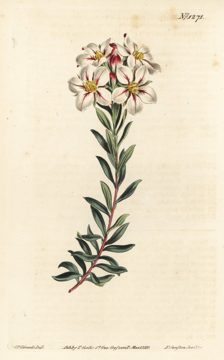 Buchu, Adenandra villosa (diosma florido em Umbel, Diosma speciosa) - Gravura em chapa de cobre colorida à mão por F. Sansom Jr. após ilustração de Sydenham Edwards da revista Botanical de William Curtis, T. Curtis, Londres de Sydenham Teast Edwards