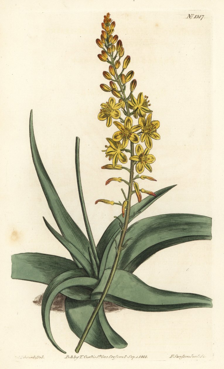 Variedades de bulbos - Bulbine alooides (Aloe-leaved anthericum, Anthericum alooides). Gravura em chapa de cobre colorida à mão por F. Sansom Jr. após ilustração de Sydenham Edwards da revista Botanical Magazine de William Curtis, T. Curtis, Londres de Sydenham Teast Edwards