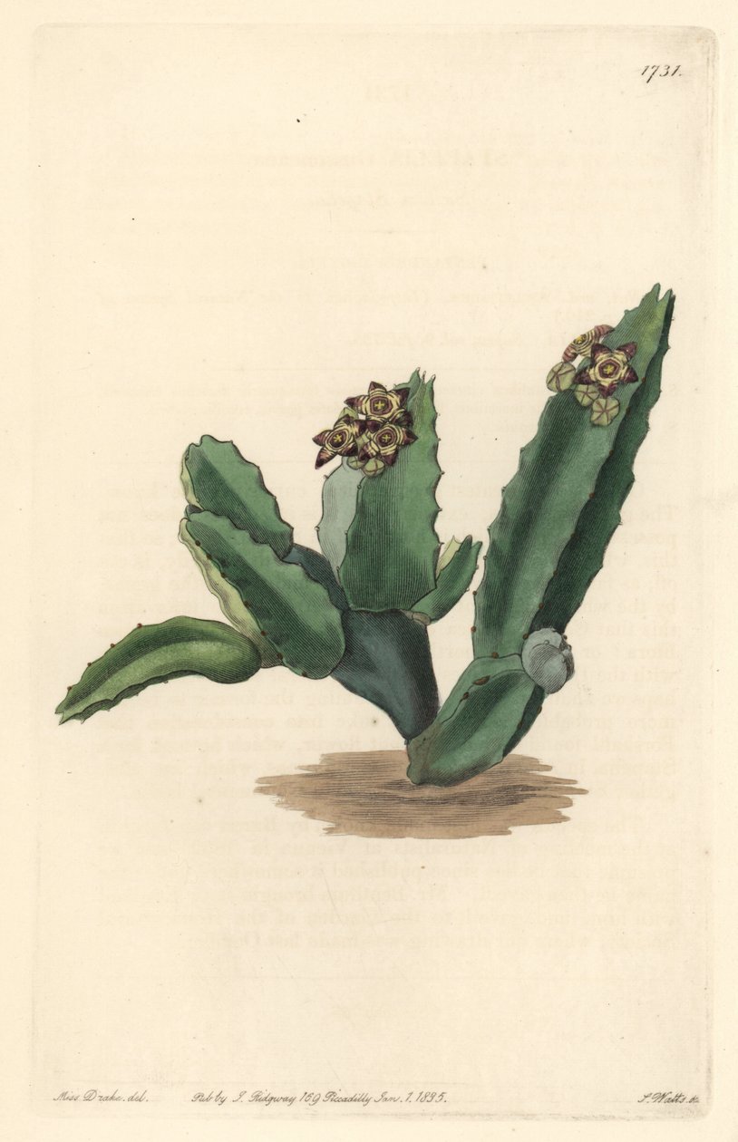 Cactus Caralluma, nativo da Sicília - Água forte de S. Watts de uma ilustração de Sarah Anne Drake (1803-1857), do Botanical Register de Sydenham Teast Edwards