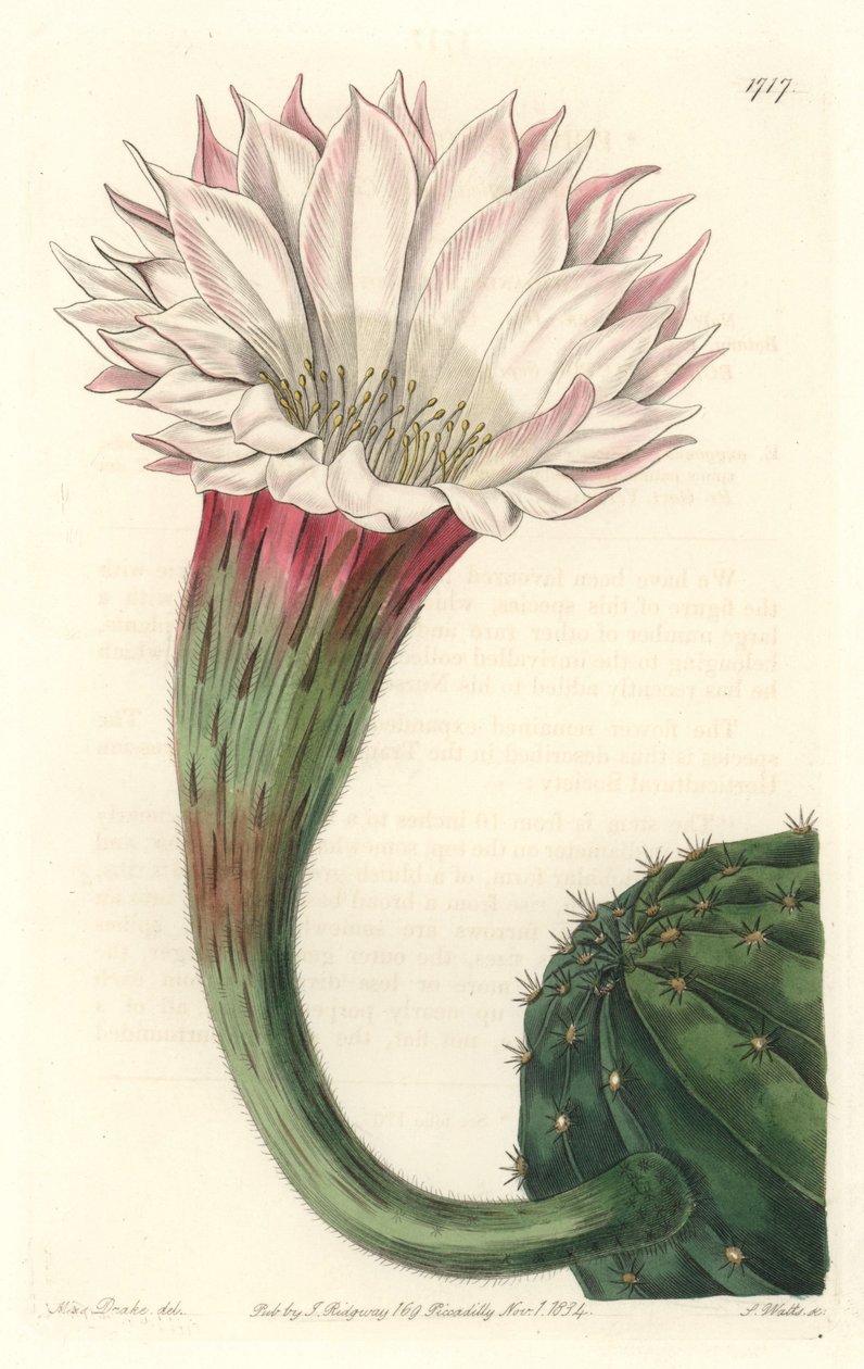 Ouriço-do-mar de cacto ou bola de Moisés, em flor, nativo do Brasil - Água forte de S. Watts de uma ilustração de Sarah Anne Drake (1803-1857), do Botanical Register de Sydenham Teast Edwards