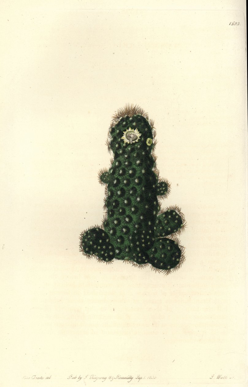 Cactus tenuis (Taper mammillaria, Mammillaria tenuis). Gravura em chapa de cobre colorida à mão por S. Watts depois de uma ilustração de Miss Sarah Drake do Registo Botânico de Sydenham Edwards, Ridgeway, Londres. de Sydenham Teast Edwards