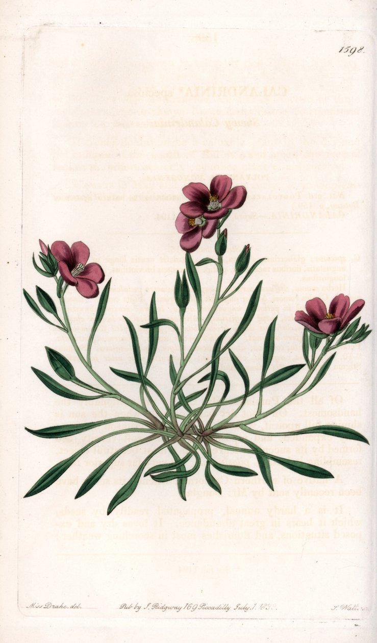 Calandrinia variete, natural da América - Placa gravada por S.Watts, a partir de uma ilustração de Sarah Anne Drake (1803-1857), do Botanical Register of Sydenham Edwards (1768-1819), Inglaterra de Sydenham Teast Edwards