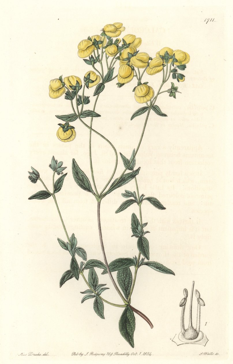 Calceolaire ou pequeno chinelo ou bolsa de senhora, nativo do Chile - Water forte de S. Watts de uma ilustração de Sarah Anne Drake (1803-1857), do Botanical Register de Sydenham Teast Edwards