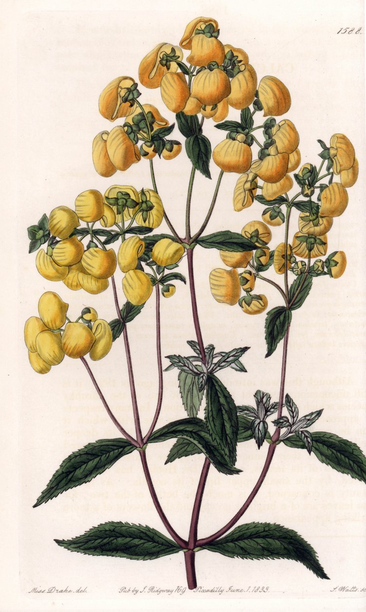 Calceolaire rugosa - Placa gravada por S.Watts, com base numa ilustração de Sarah Anne Drake (1803-1857), do Botanical Register of Sydenham Edwards (1768-1819), Inglaterra de Sydenham Teast Edwards
