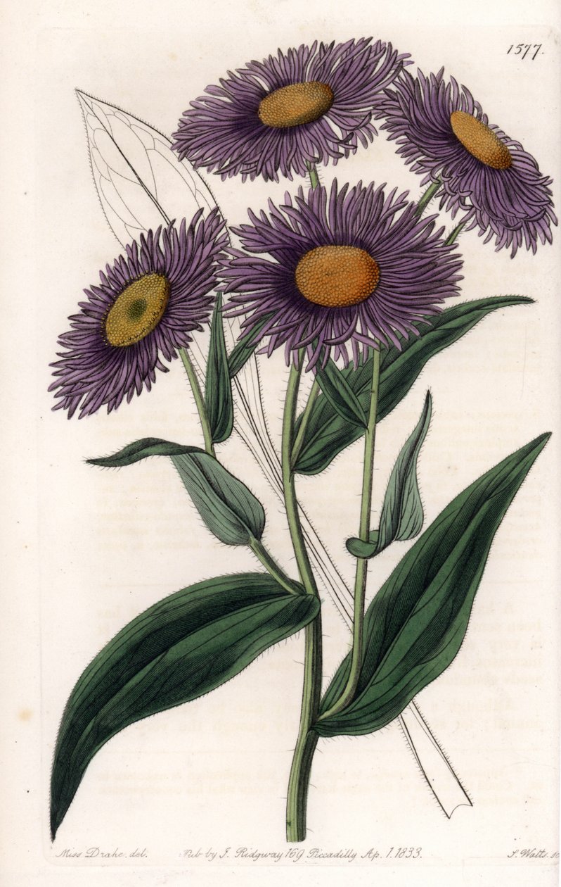 California Erigeron - Placa gravada por S.Watts, a partir de uma ilustração de Sarah Anne Drake (1803-1857), do Botanical Register of Sydenham Edwards (1768-1819), Inglaterra de Sydenham Teast Edwards