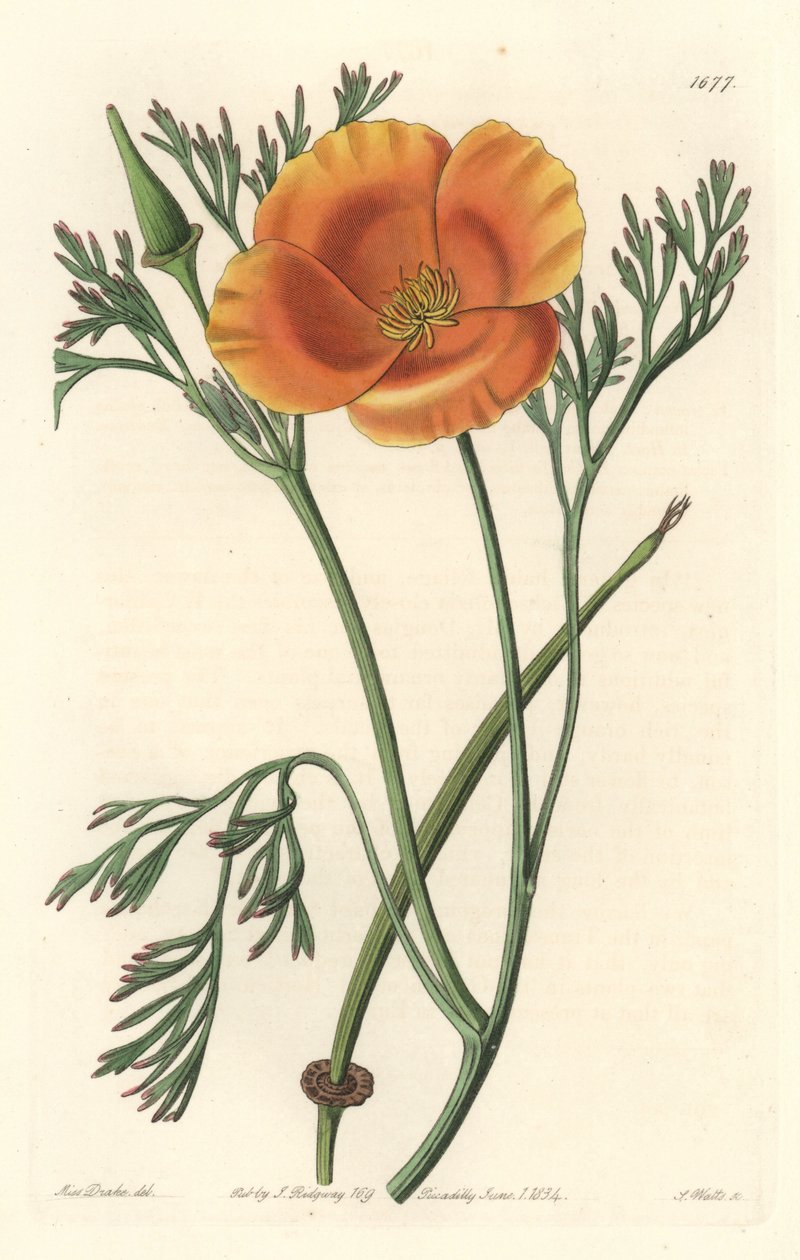 Papoila da Califórnia ou papoila americana - S. Watts água forte de uma ilustração de Sarah Anne Drake (1803-1857), do Botanical Register de Sydenham Teast Edwards