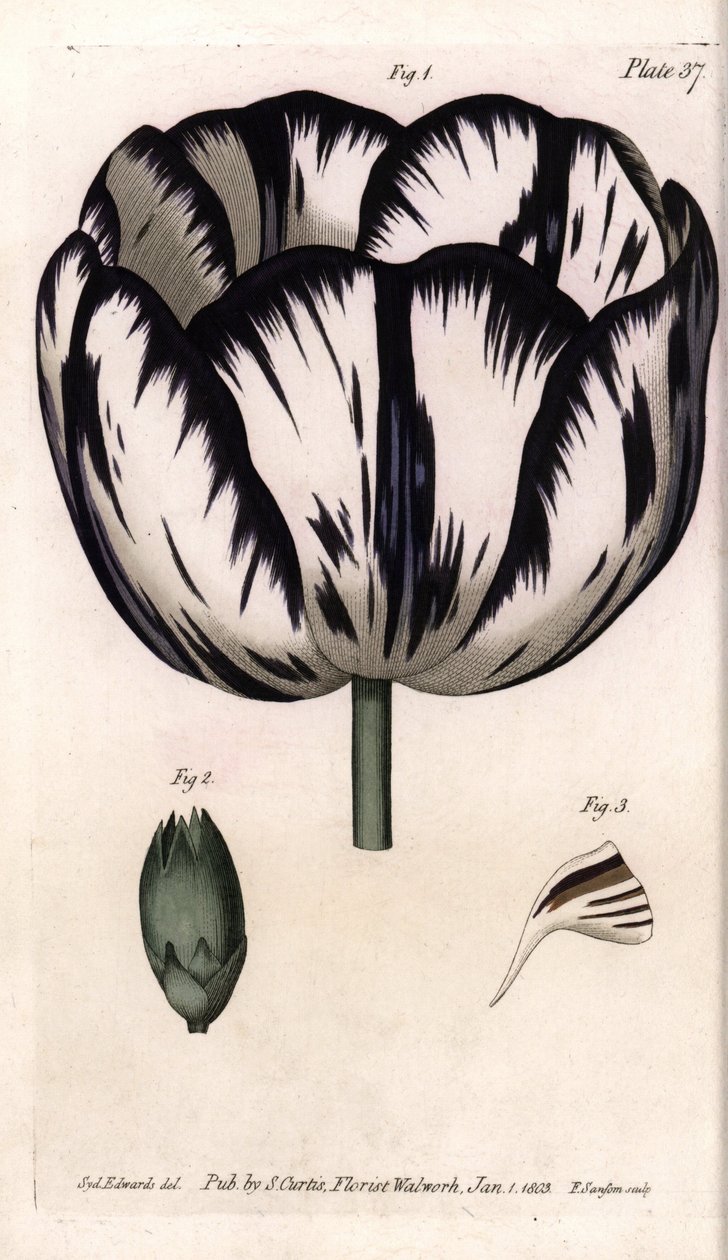 Calisse de tulipas e cravo giroflee ou floristas de cravo. Gravura em cobre colorido, ilustração de Sydenham Edwards (1768-1819) para Conferências de Botanical, Jardim Botânico de Lambeth (Inglaterra) de Sydenham Teast Edwards