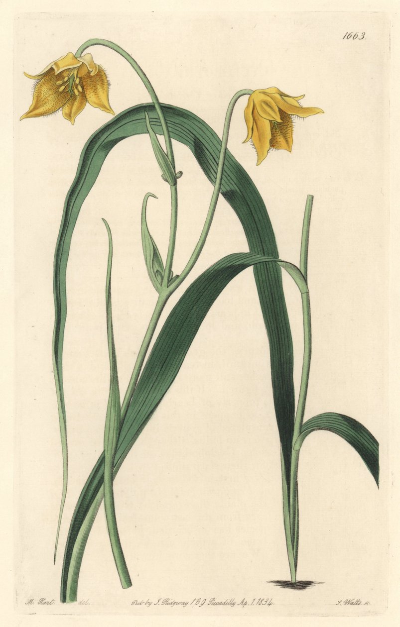 Calochorte (mariposa) ou ciclobotre com flores amarelo pálido, nativo do México - Água forte de S. Watts de uma ilustração de Sarah Anne Drake (1803-1857), do Botanical Register de Sydenham Teast Edwards